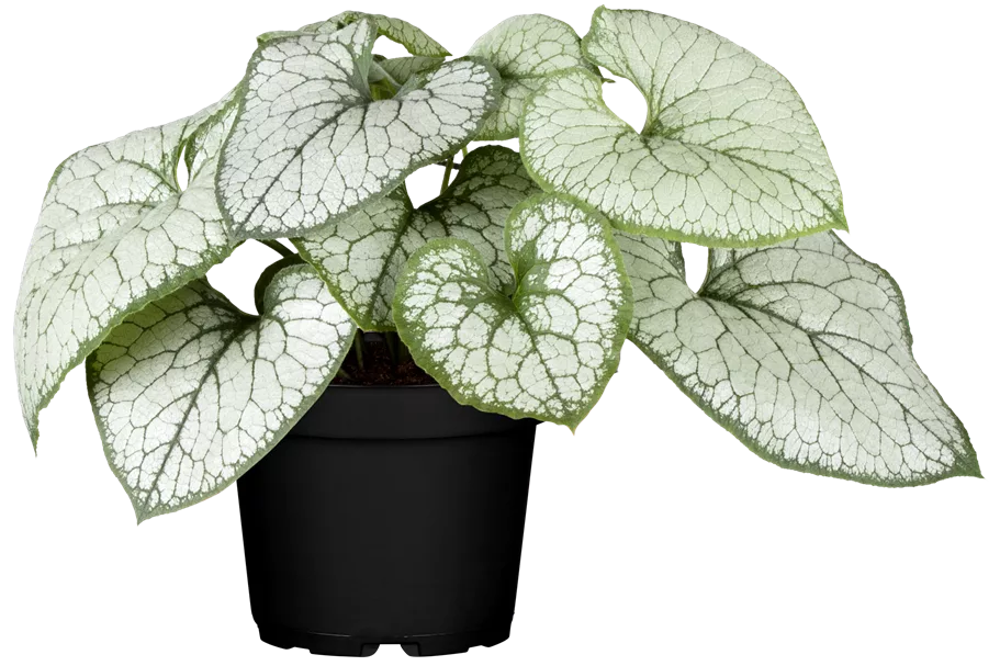 Brunnera macrophylla 'Jack Frost'(s)