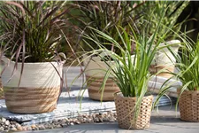 Carex morrowii ssp. foliosissima 'Icedance'