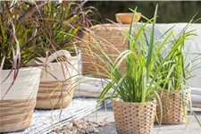 Carex morrowii ssp. foliosissima 'Icedance'