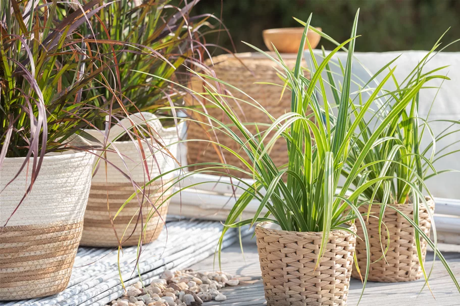 Carex morrowii ssp. foliosissima 'Icedance'