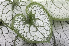 Brunnera macrophylla 'Jack Frost'(s)