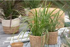 Carex morrowii ssp. foliosissima 'Icedance'