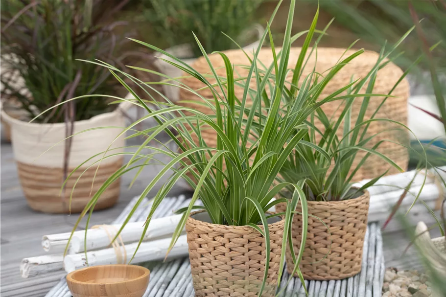 Carex morrowii ssp. foliosissima 'Icedance'