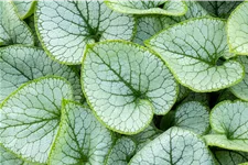 Brunnera macrophylla 'Jack Frost'(s)