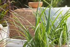 Carex morrowii ssp. foliosissima 'Icedance'