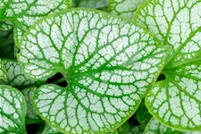 Brunnera macrophylla 'Jack Frost'(s)