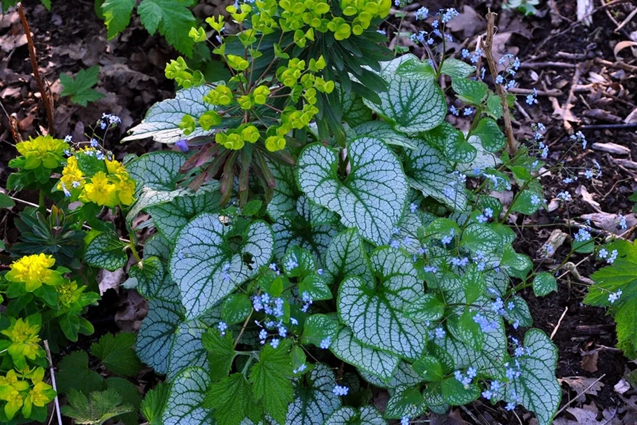 Brunnera macrophylla 'Jack Frost'(s)
