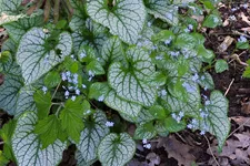 Brunnera macrophylla 'Jack Frost'(s)