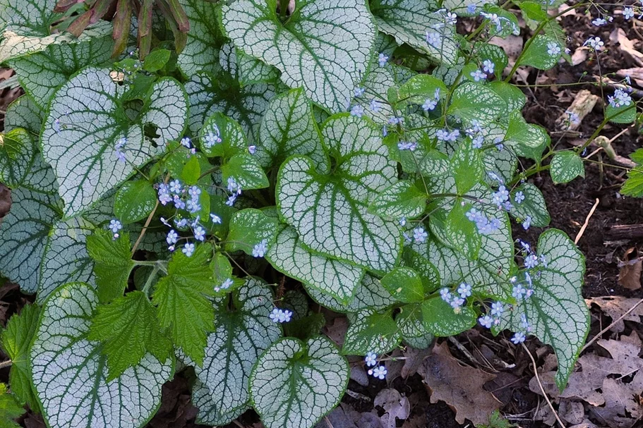 Brunnera macrophylla 'Jack Frost'(s)