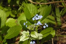 Brunnera macrophylla 'Jack Frost'(s)