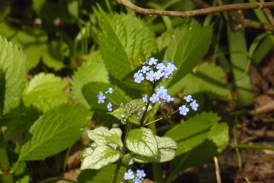 Brunnera macrophylla 'Jack Frost'(s)
