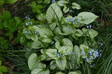 Brunnera macrophylla 'Jack Frost'(s)