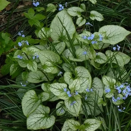 Brunnera macrophylla 'Jack Frost'(s)