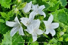 Campanula poscharskyana 'Nana Alba'