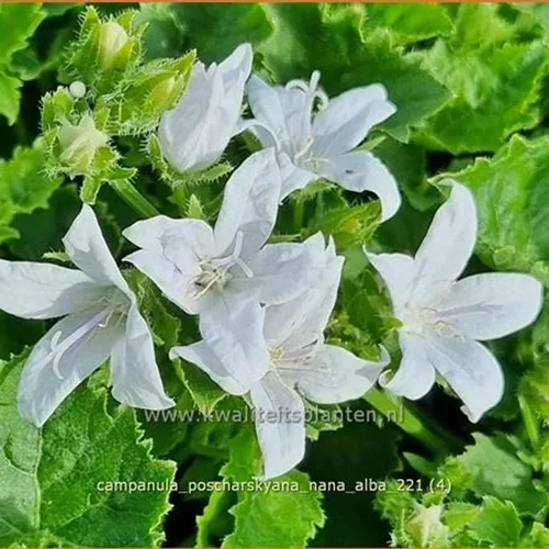 Campanula poscharskyana 'Nana Alba'