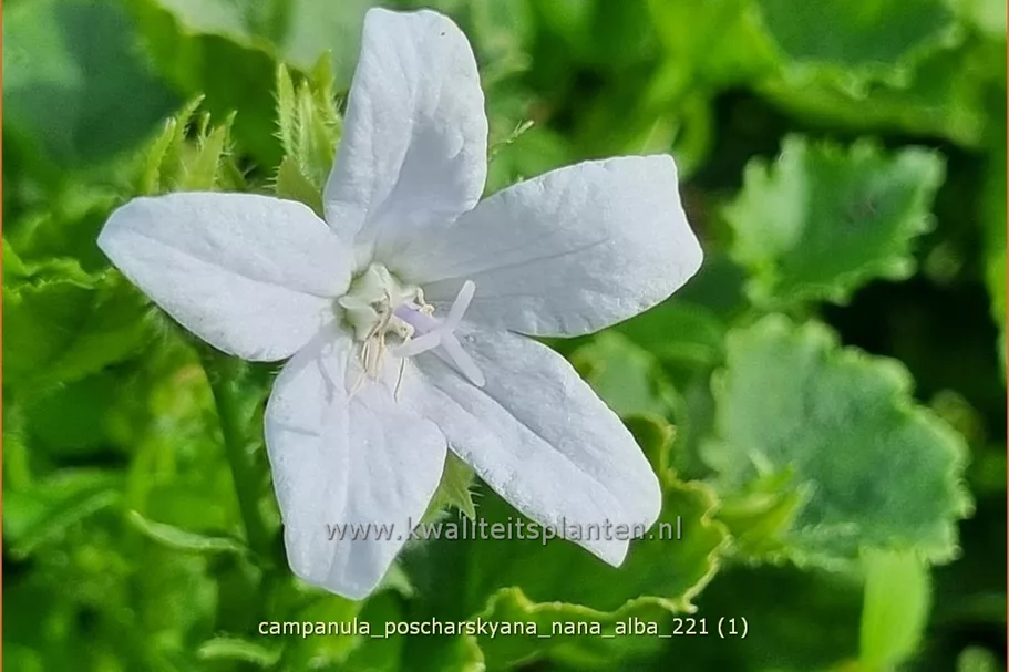 Campanula poscharskyana 'Nana Alba'