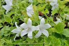Campanula poscharskyana 'Nana Alba'