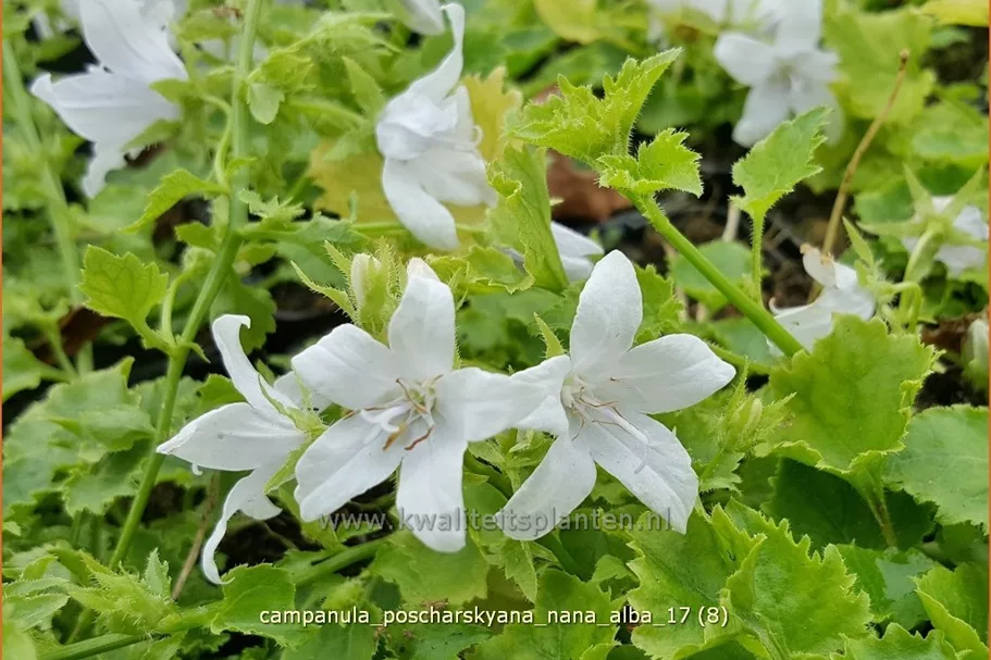 Campanula poscharskyana 'Nana Alba'