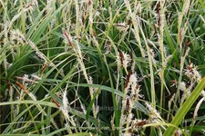 Carex morrowii ssp. foliosissima 'Irish Green'