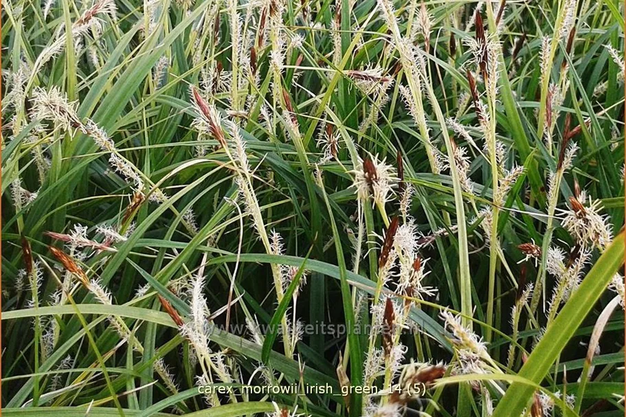 Carex morrowii ssp. foliosissima 'Irish Green'