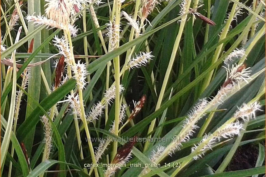 Carex morrowii ssp. foliosissima 'Irish Green'