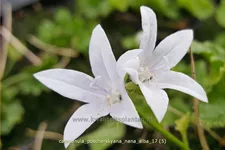 Campanula poscharskyana 'Nana Alba'