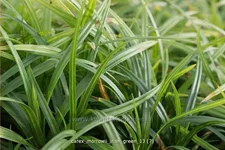 Carex morrowii ssp. foliosissima 'Irish Green'