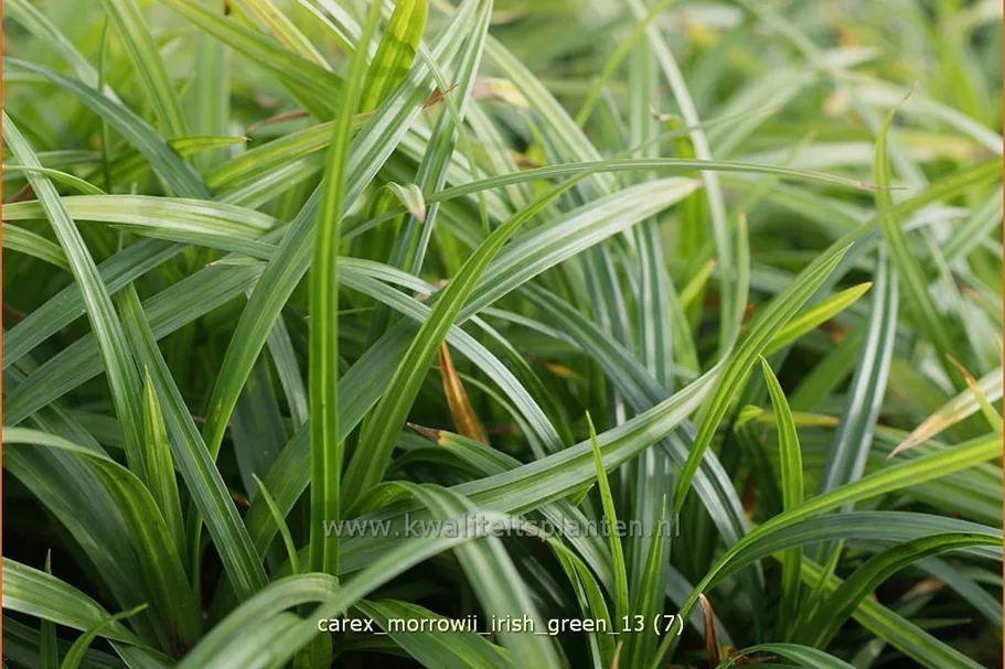 Carex morrowii ssp. foliosissima 'Irish Green'