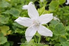 Campanula poscharskyana 'Nana Alba'