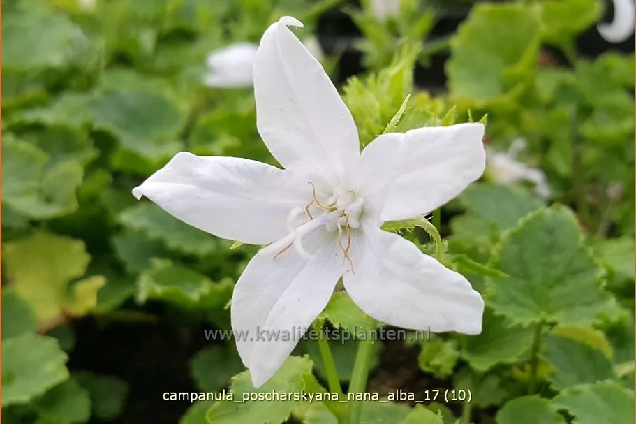 Campanula poscharskyana 'Nana Alba'