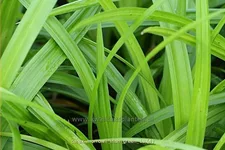 Carex morrowii ssp. foliosissima 'Irish Green'