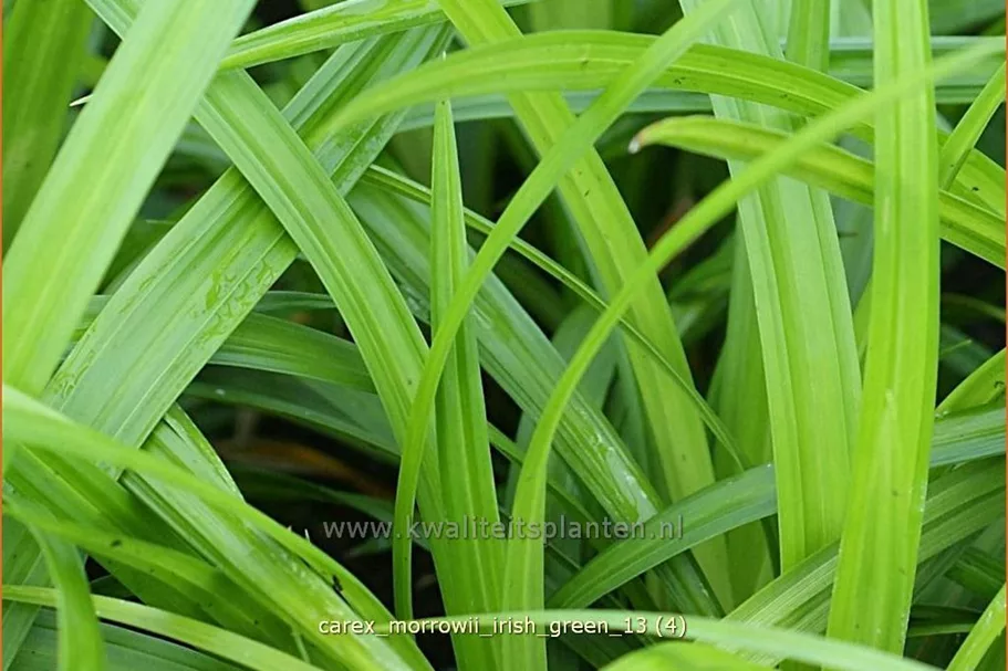Carex morrowii ssp. foliosissima 'Irish Green'