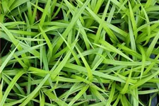 Carex morrowii ssp. foliosissima 'Irish Green'