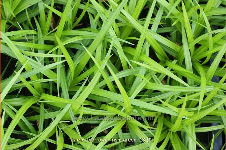 Carex morrowii ssp. foliosissima 'Irish Green'