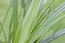 Carex morrowii ssp. foliosissima 'Irish Green'
