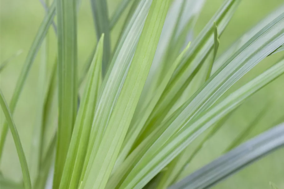 Carex morrowii ssp. foliosissima 'Irish Green'