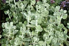 Ballota pseudodictamnus