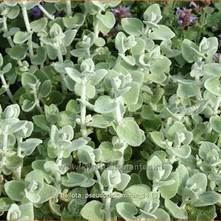 Ballota pseudodictamnus