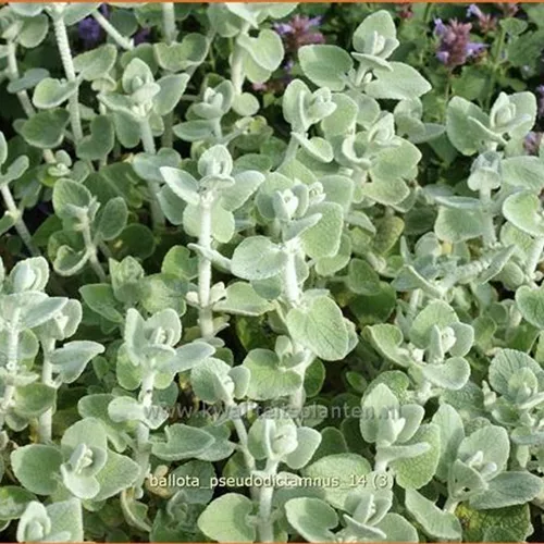 Ballota pseudodictamnus