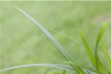 Carex morrowii ssp. foliosissima 'Irish Green'