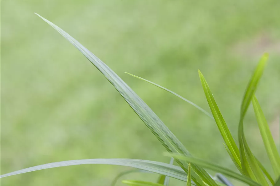 Carex morrowii ssp. foliosissima 'Irish Green'