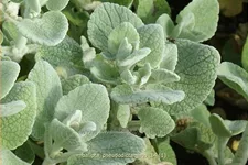 Ballota pseudodictamnus