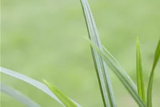 Carex morrowii ssp. foliosissima 'Irish Green'