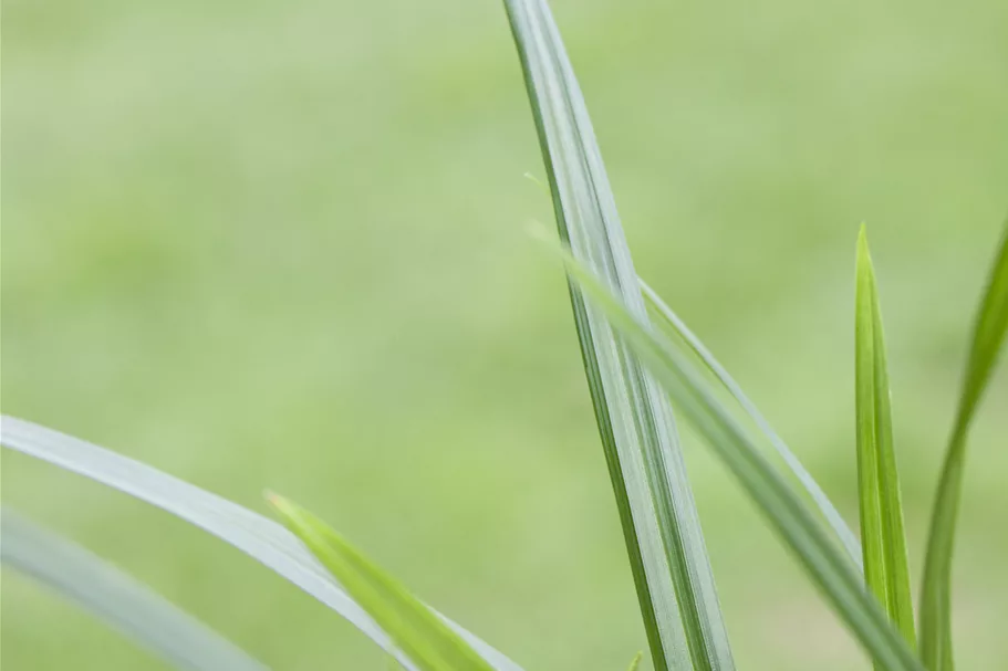 Carex morrowii ssp. foliosissima 'Irish Green'