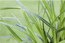 Carex morrowii ssp. foliosissima 'Irish Green'