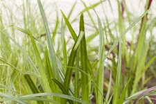 Carex morrowii ssp. foliosissima 'Irish Green'