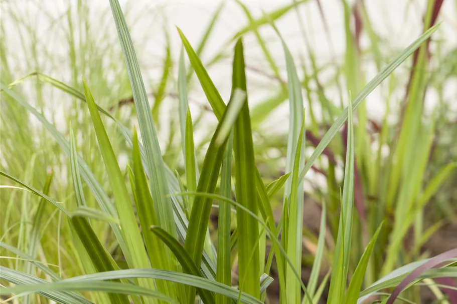 Carex morrowii ssp. foliosissima 'Irish Green'
