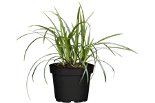 Carex morrowii ssp. foliosissima 'Irish Green'