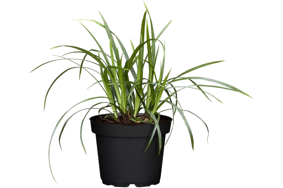 Carex morrowii ssp. foliosissima 'Irish Green'