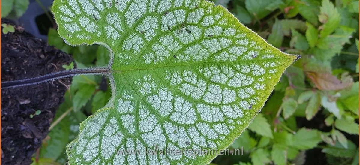 Brunnera macrophylla 'Jack Diamonds'